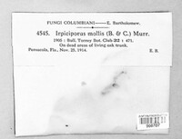 Irpiciporus pachyodon image